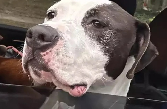 Un livreur exauce le rêve de sa petite fille de 5 ans en adoptant un Pitbull dans un refuge