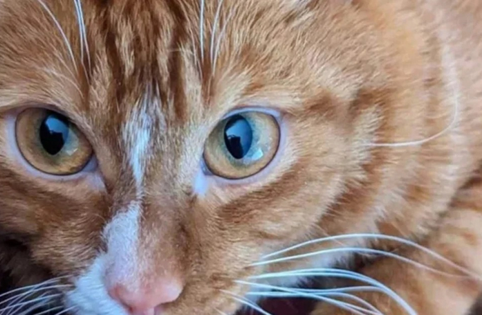 Sauvé de l’abandon, un chat surmonte son handicape et se démène pour vivre pour une nouvelle vie
