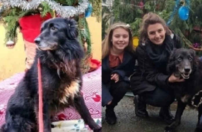 Ce chien vivait depuis plus de 10 ans dans un refuge, mais la magie de Noël a encore frappé