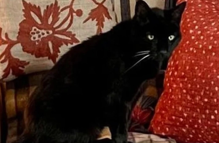 Disparu depuis 2 ans, ce petit chat noir échappé de chez lui retrouve enfin sa famille
