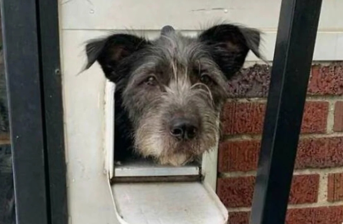 Ribgy est un chien curieux qui amuse tout le quartier en passant la tête depuis sa boîte aux lettres