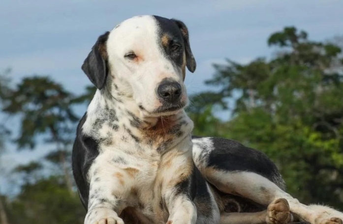 De la rue à une famille pleine d’amour, ce chien abandonné apporte de la joie à sa nouvelle famille (vidéo)
