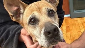Illustration : "Ces pompiers offrent un nouveau départ à un chien en l’accueillant dans la caserne"