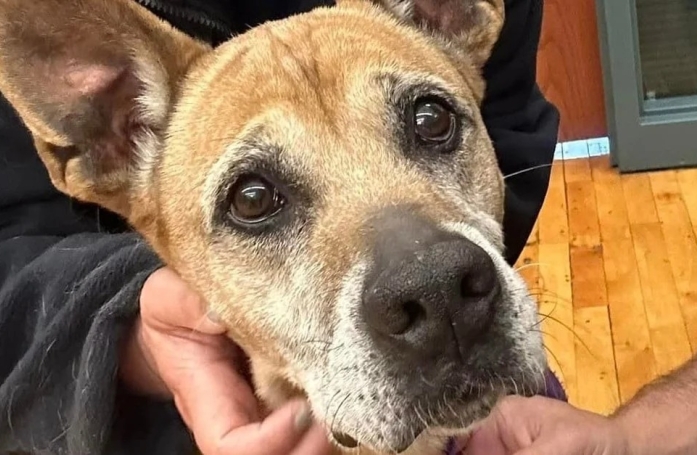 Ces pompiers offrent un nouveau départ à un chien en l’accueillant dans la caserne