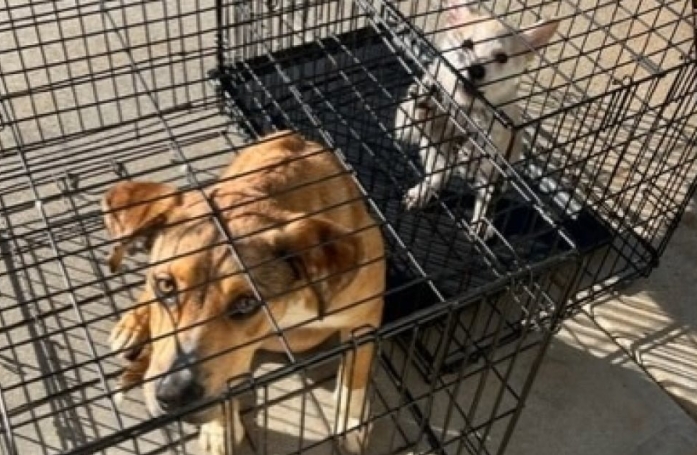 Deux chiens abandonnés devant un refuge, ils apportent avec eux un message de leur ancien maître