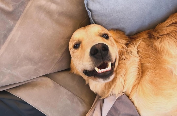 Ce Golden Retriever fait une crise d’adolescence à retardement et amuse la galerie avec ses incessantes bêtises (vidéo)