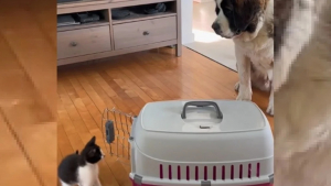 Illustration : "Un Saint Bernard attentionné accueille comme il se doit ce chat adopté par ses maîtres (vidéo)"