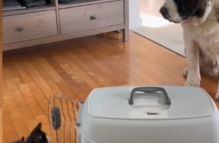 Un Saint Bernard attentionné accueille comme il se doit ce chat adopté par ses maîtres (vidéo)