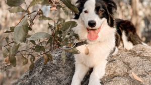 Illustration : "La réaction adorable de ce Border Collie lorsqu’il se rend compte que sa famille s’agrandit (vidéo)"