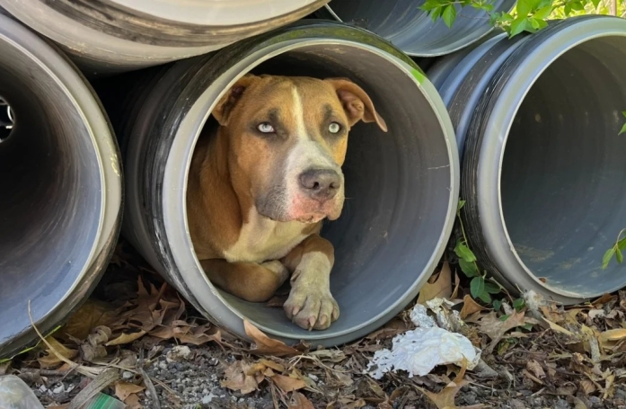 Couché dans un tuyau, ce papa chien protège ses petits et surprend les bénévoles venus pour le sauver