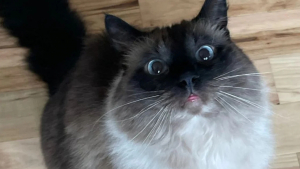 Illustration : "Cette bibliothèque propose d’échanger les amendes contre une demande qui ravira les amoureux de chats"