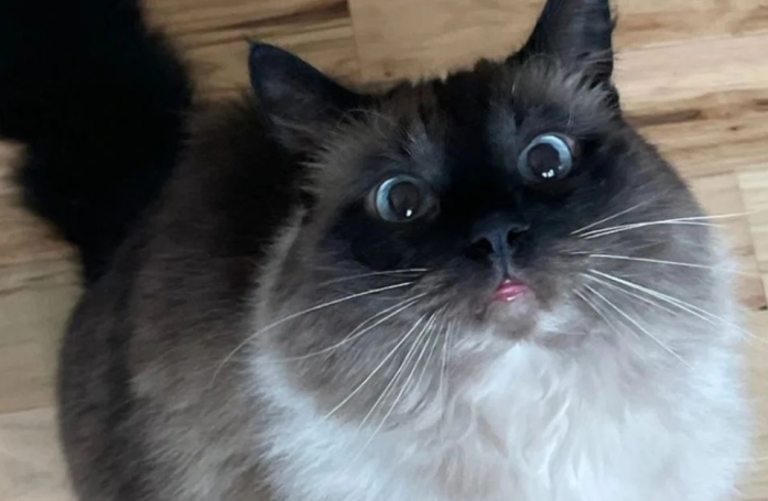 Cette bibliothèque propose d’échanger les amendes contre une demande qui ravira les amoureux de chats