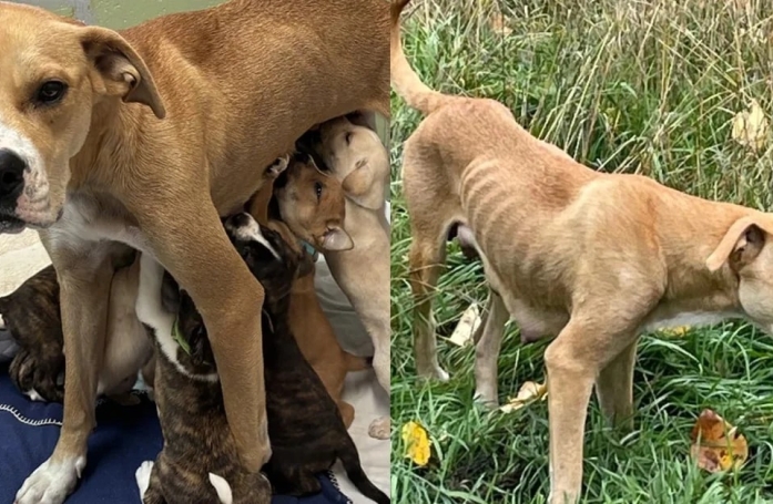 Une association intervient pour venir en aide à ces deux chiennes et leurs 18 chiots