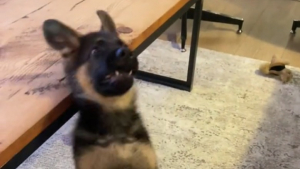 Illustration : "Alors qu’il tente de rattraper un jouet, ce chiot s’écroule et offre une séquence mémorable sur TikTok (vidéo)"