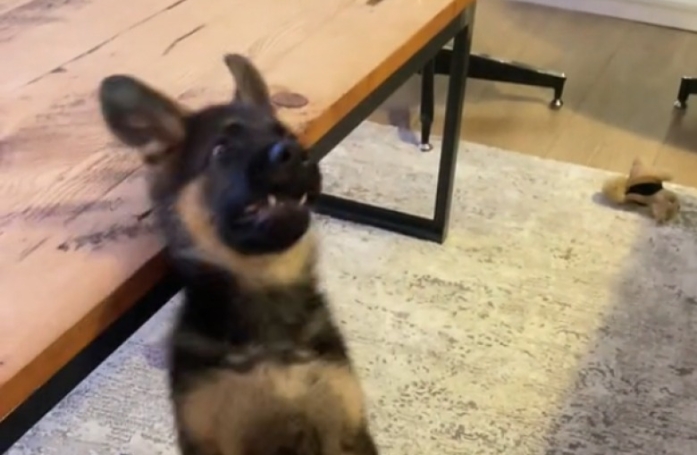 Alors qu’il tente de rattraper un jouet, ce chiot s’écroule et offre une séquence mémorable sur TikTok (vidéo)