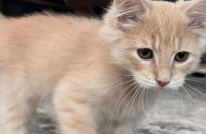 Ce chat découvre un objet insolite qui fait briller son appartement et nage en plein délire (vidéo)