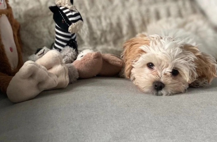 Cette chienne tente par tous les moyens de rester encore dans le lit de ses propriétaires (vidéo)