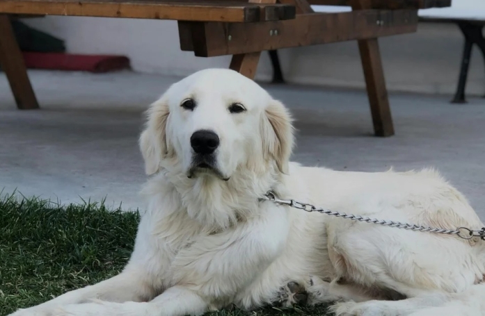Son nouveau voisin lui ordonne de changer le prénom de son chien, car il a le même prénom que sa fille