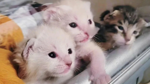 Illustration : "4 chatons privés de leur mère après une tempête trouvent une famille pour les accueillir"