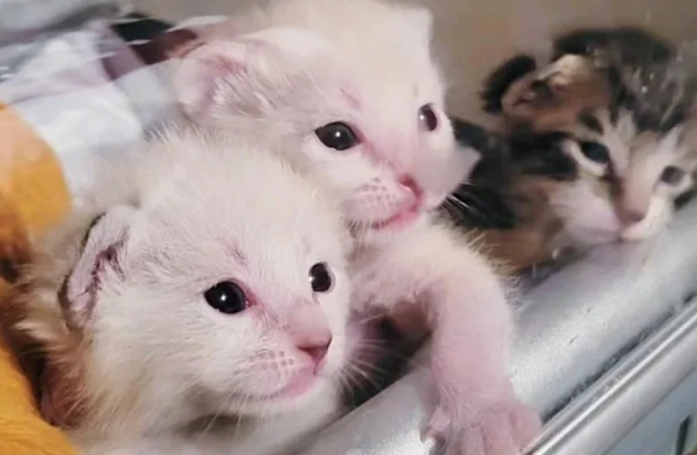 4 chatons privés de leur mère après une tempête trouvent une famille pour les accueillir