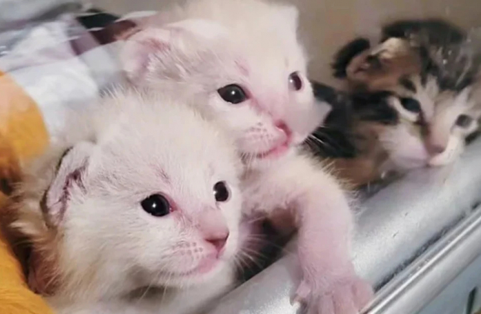 4 chatons privés de leur mère après une tempête trouvent une famille pour les accueillir