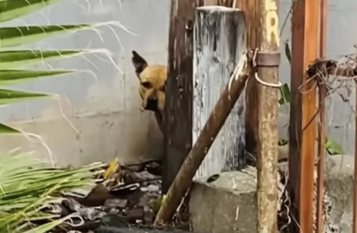 Cette chienne blessée se cache en attendant le retour de ses maîtres qui l’a abandonnée