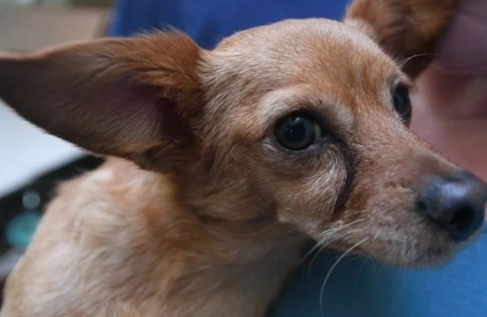 Cette femme tente de retrouver la chienne de ses amis après l’incendie de leur maison