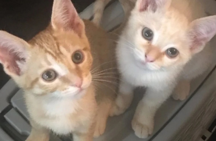 Deux chatons ont été retrouvés dans un carton, mais restent soudés pour survivre