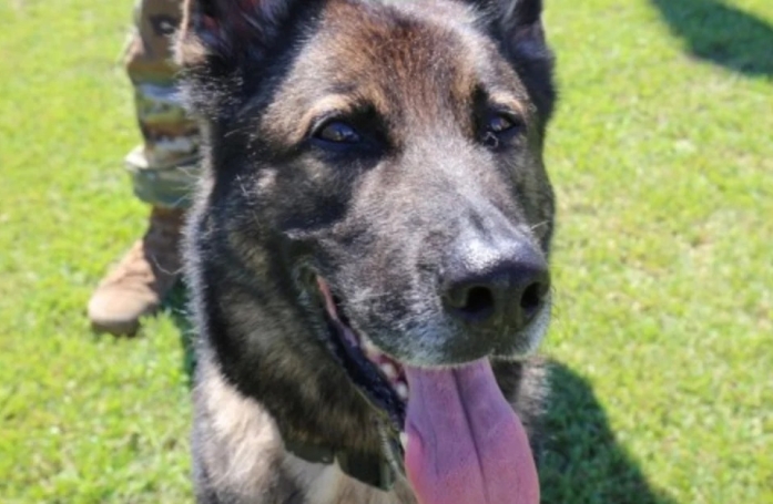 Eris, ce chien retraité de l’armée, vit une deuxième existence paisible et bien méritée