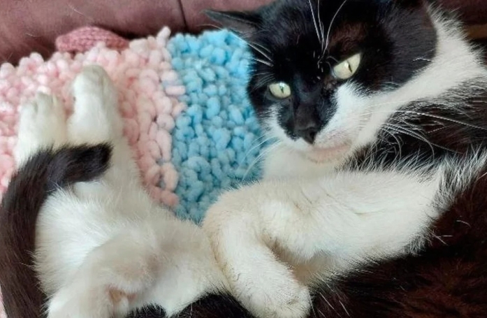 Cette chatte de 9 ans, doyenne du refuge, rêve encore d’être adoptée