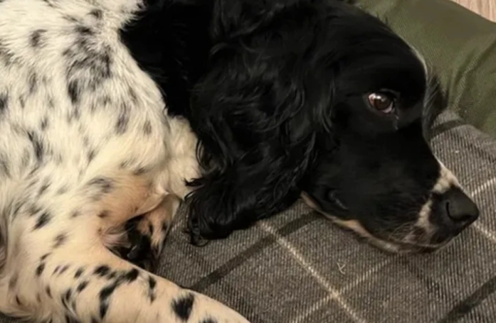 Alerté par des aboiements, ce fermier retrouve un chien que l’on cherchait depuis plus de 60 jours