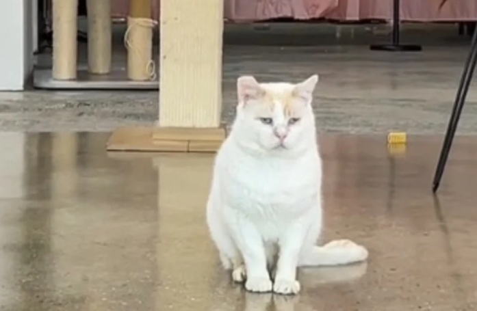 Ce bar à chats lance un appel à sa communauté pour trouver une famille à ce félin malheureux