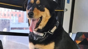 Illustration : "Cette femme, intriguée par une chienne seule dans le bus, lance un appel pour retrouver sa famille "