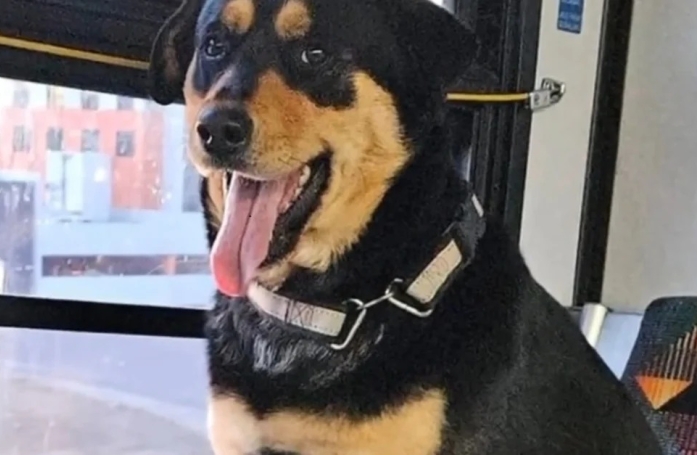 Cette femme, intriguée par une chienne seule dans le bus, lance un appel pour retrouver sa famille  