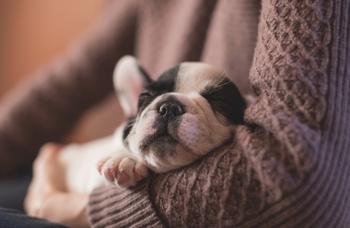 Les Français disent non aux animaux de compagnie comme cadeaux de Noël et expriment leur attachement à l'adoption responsable