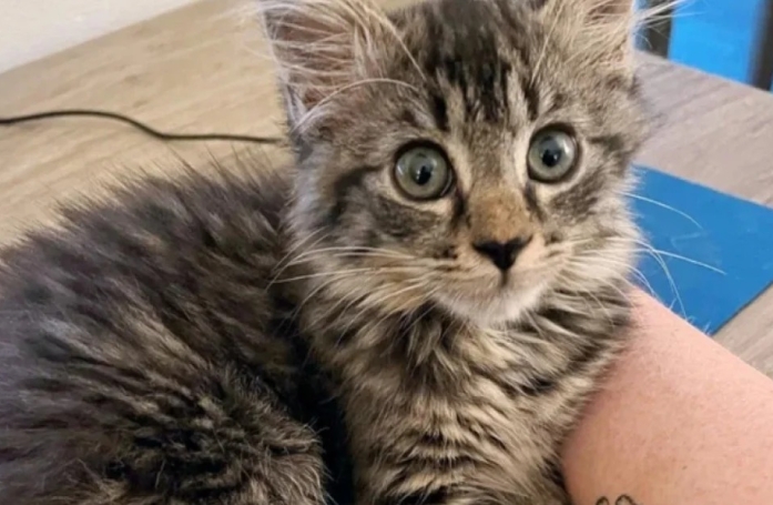Ce travailleur sauve la vie de cette petite chatte abandonnée et lui offre un toit