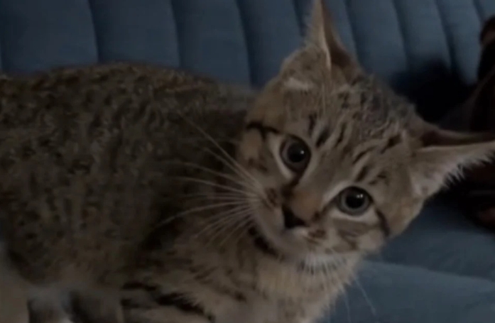 Ces chiens influencent le comportement d’Olive, un chaton plein d’énergie 