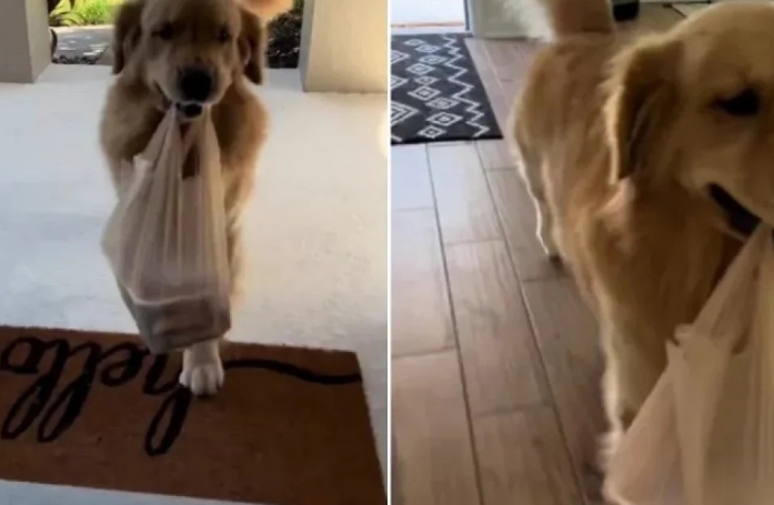 Ce Golden Retriever aide son maître à transporter les sacs de courses jusqu’à son domicile (vidéo)