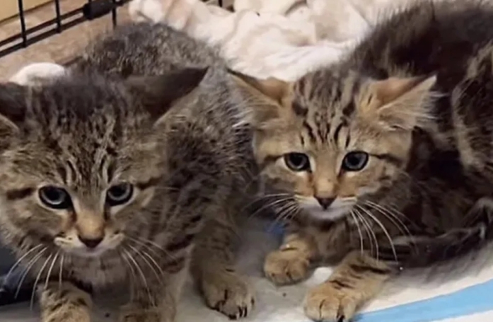 Ce chat abandonné craintif devient un petit chat affectueux et aimant 