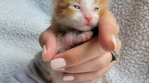 Illustration : "Gravement blessé, cet adorable chaton surmonte son traumatisme grâce à un autre chaton recueilli peu de temps après lui"