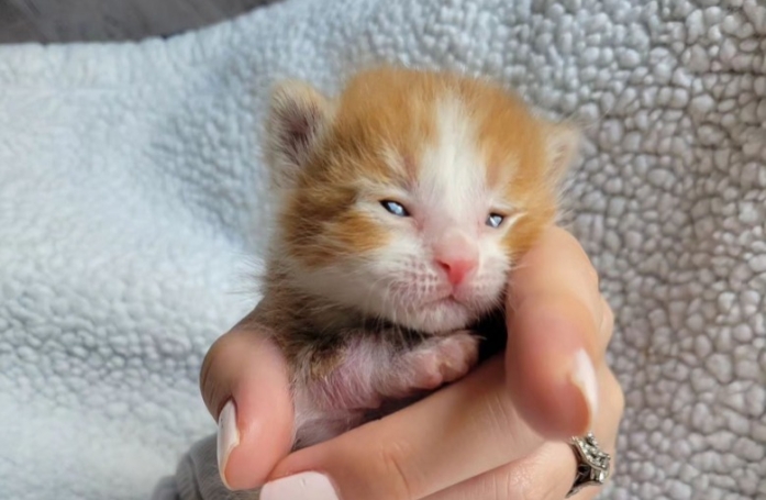 Gravement blessé, cet adorable chaton surmonte son traumatisme grâce à un autre chaton recueilli peu de temps après lui