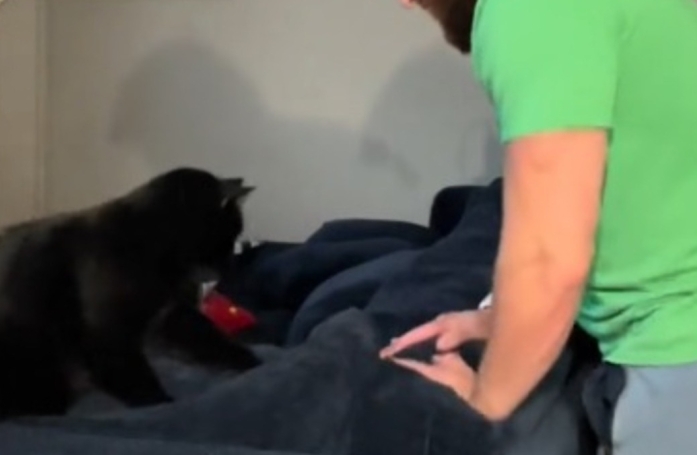 Cet adorable chat donne une leçon de “pétrissage” à son humain qui n’est visiblement pas très doué… (vidéo)