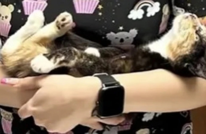 Un chaton secouru avant une tempête se comporte comme un bébé 