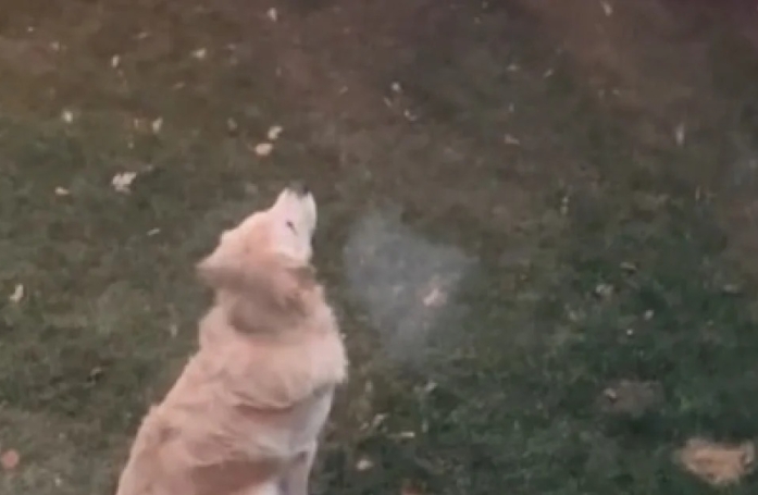 Ce Golden Retriever est en admiration en voyant pour la première fois de sa vie de la neige (vidéo)