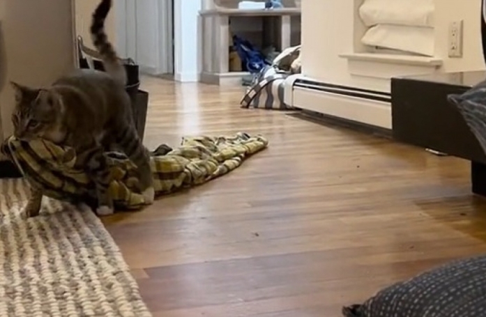 Très proche de ses maîtres, cet adorable chat se prépare minutieusement pour passer une soirée cinéma à leurs côtés (vidéo)