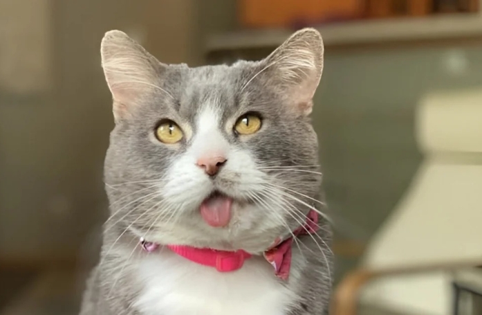 Après avoir échappé à l’euthanasie, ce chat devient modèle pour une marque bien connue 
