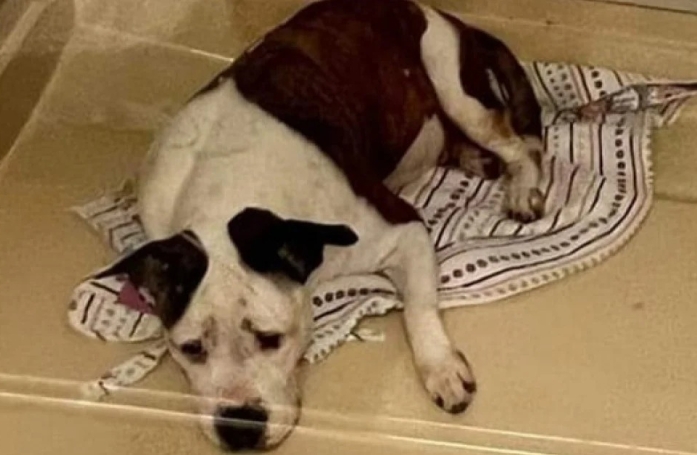 Samantha, une chienne abandonnée, retrouve enfin un foyer aimant 