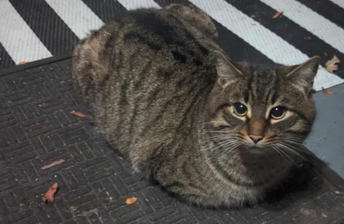 Abandonné en plein hiver et totalement frigorifié, ce chat a l’instinct de venir gratter à la bonne porte 