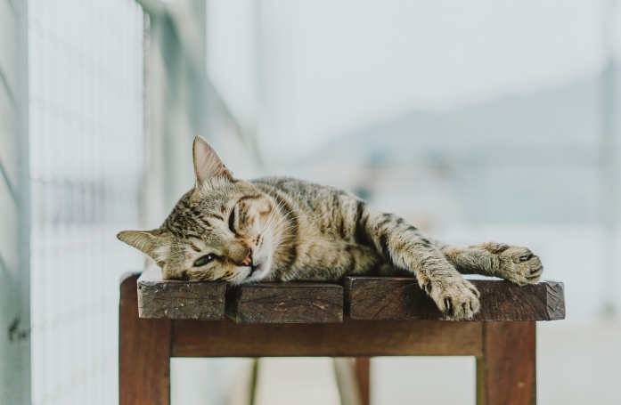 Âgé, malade et marqué par des années de négligence, ce chat impressionne un couple qui décide de lui offrir la plus belle des fins de vie