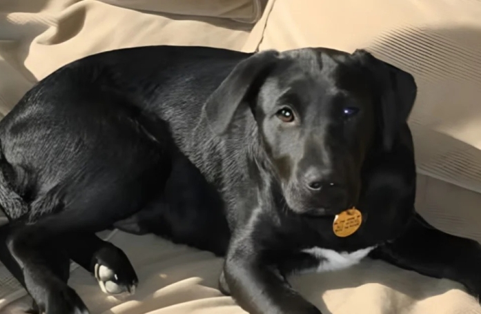 Ce labrador qui adore manger les œufs sauve l’un d’entre eux pour l’offrir à ses maîtres